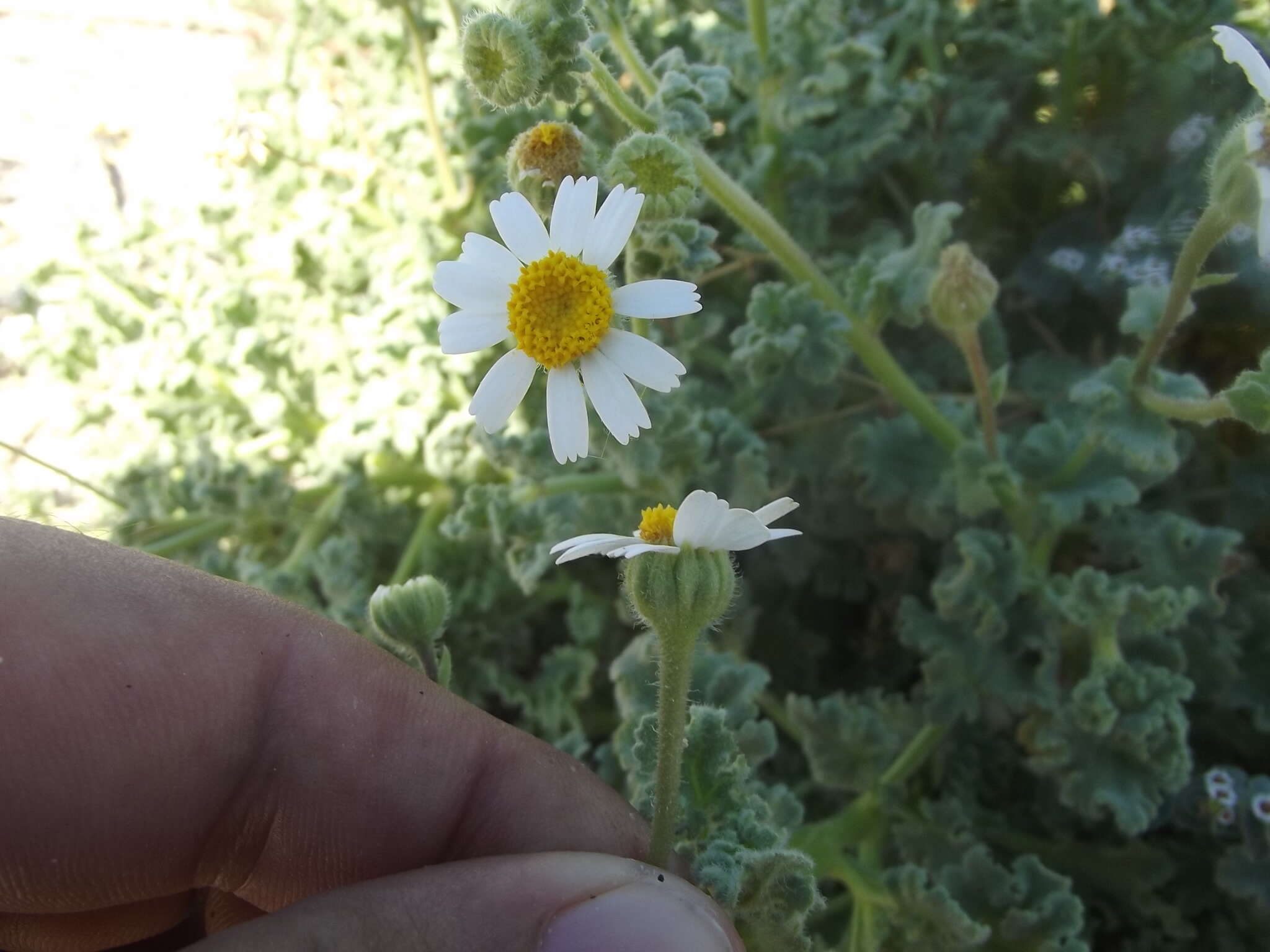 Perityle crassifolia Brandeg. resmi