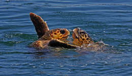 Image of Caretta