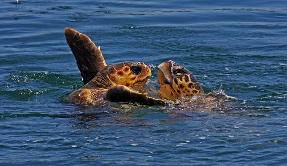 Image of Caretta