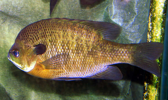 Image of Bluegill Sunfish