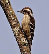 Image of Brown-capped Pygmy Woodpecker