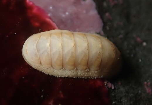 Image of Leptochiton rugatus (Carpenter ex Pilsbry 1892)