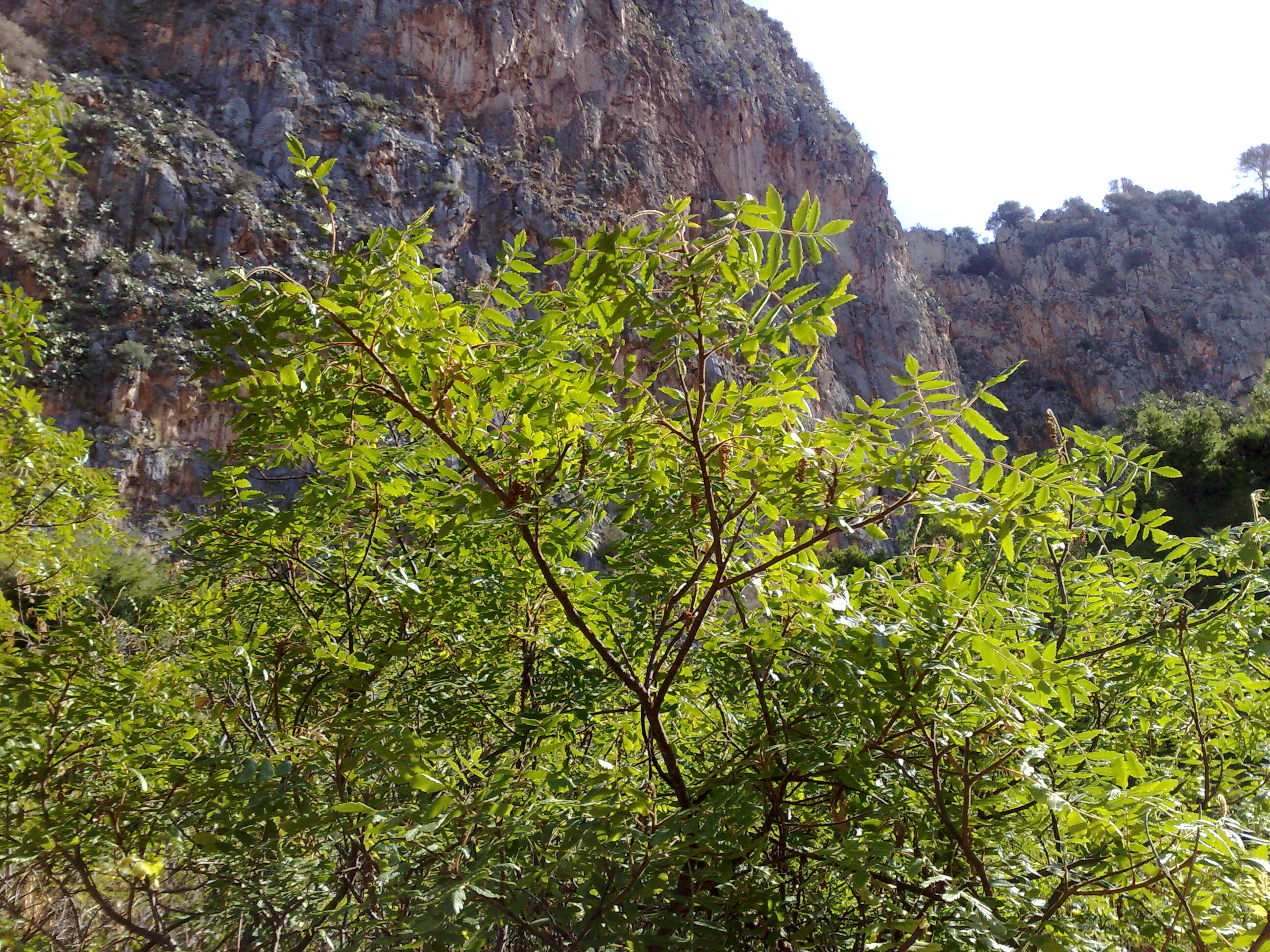 Image of Sicilian sumac