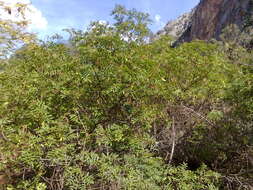 Image of Sicilian sumac