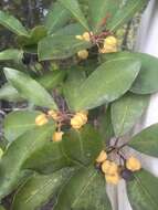 Pittosporum umbellatum Banks & Sol. ex Gaertn. resmi