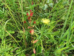 Image of Hypericum attenuatum Fisch. ex Choisy