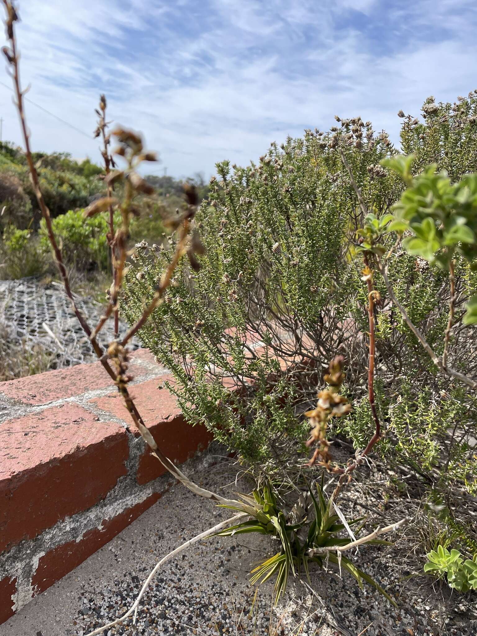 Image of Acrolophia micrantha (Lindl.) Pfitzer