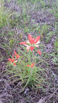 Image of entireleaf Indian paintbrush