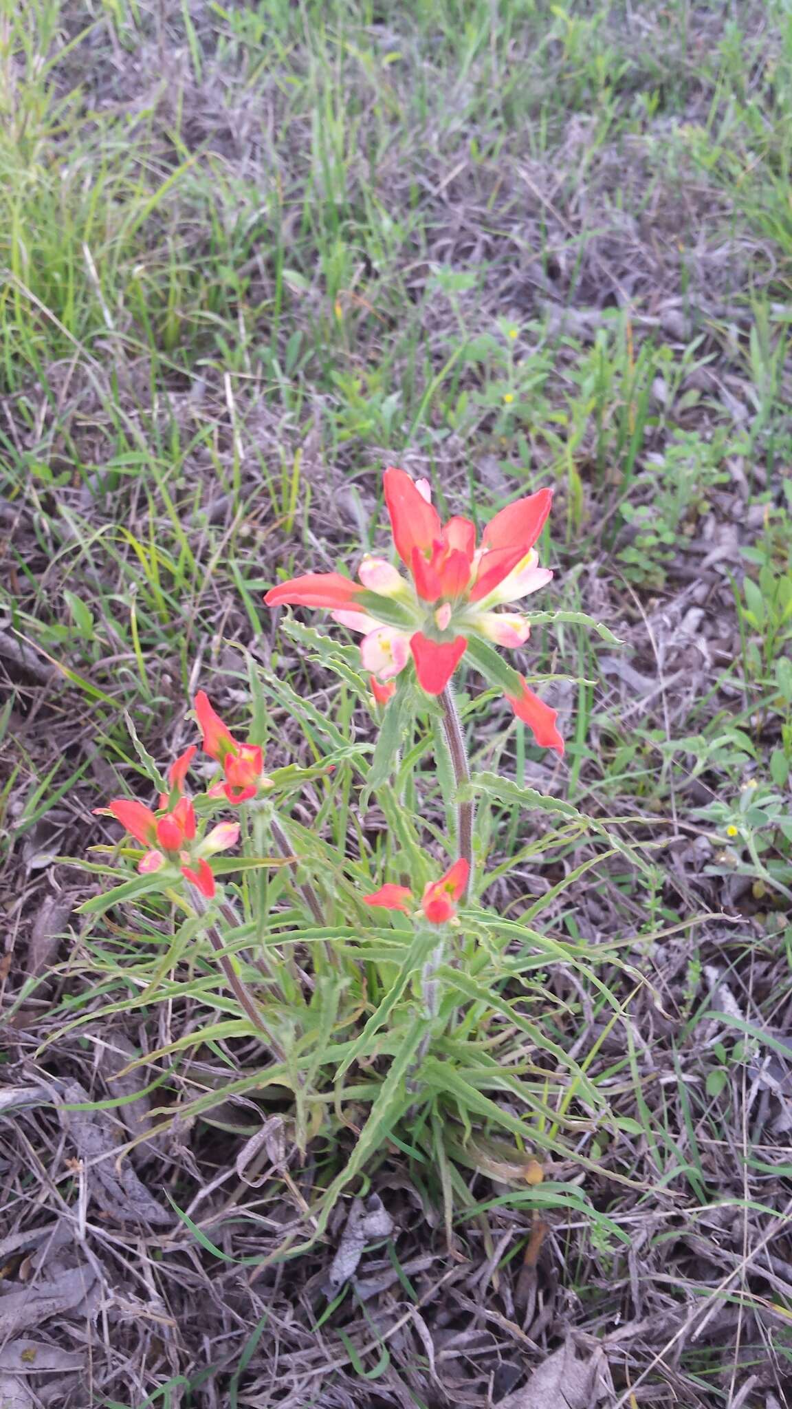 Image de Castilleja indivisa Engelm.