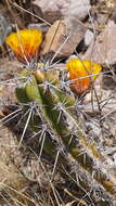 Image of Corryocactus aureus (F. A. C. Weber) Hutchison