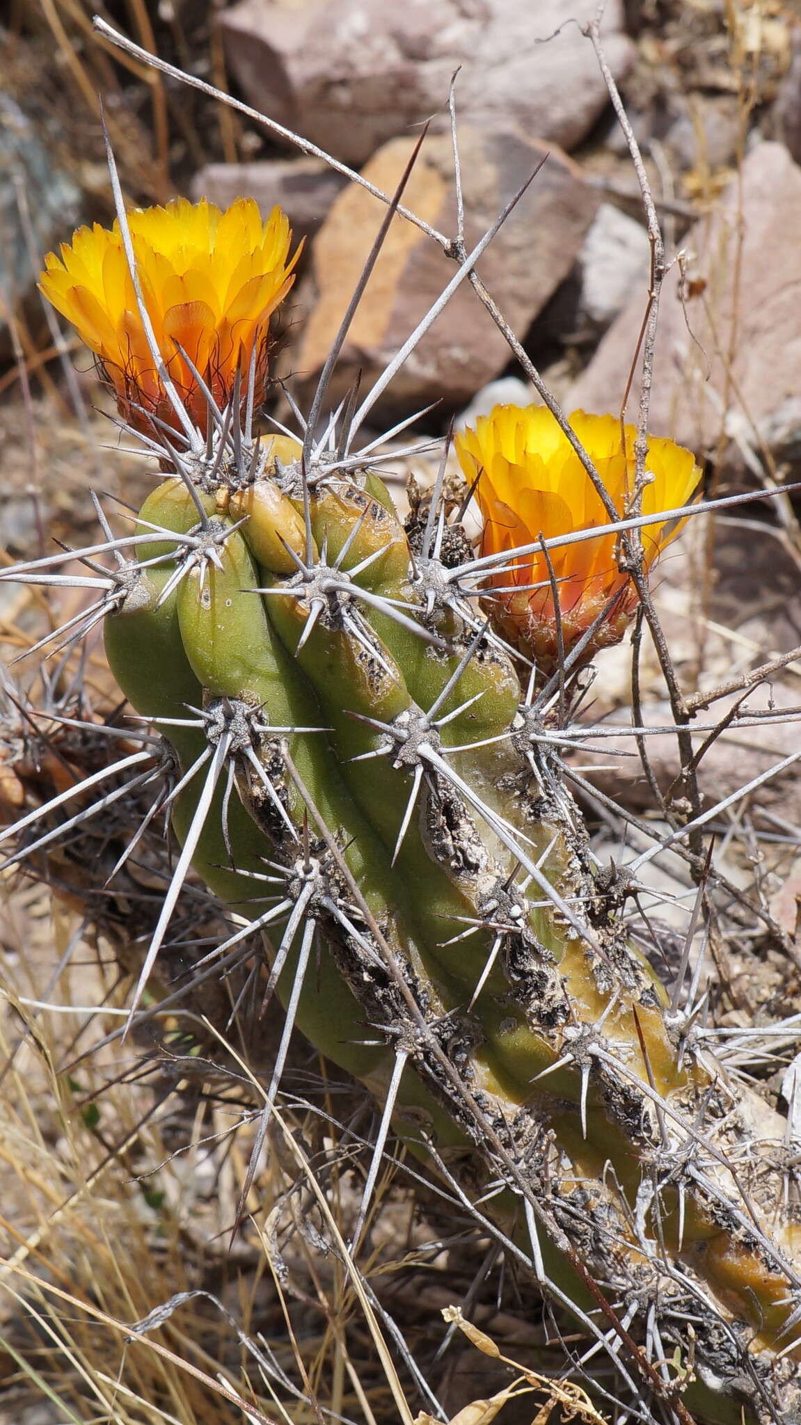 Image of Corryocactus aureus (F. A. C. Weber) Hutchison