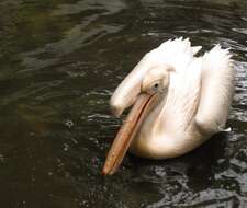 Image of Great White Pelican