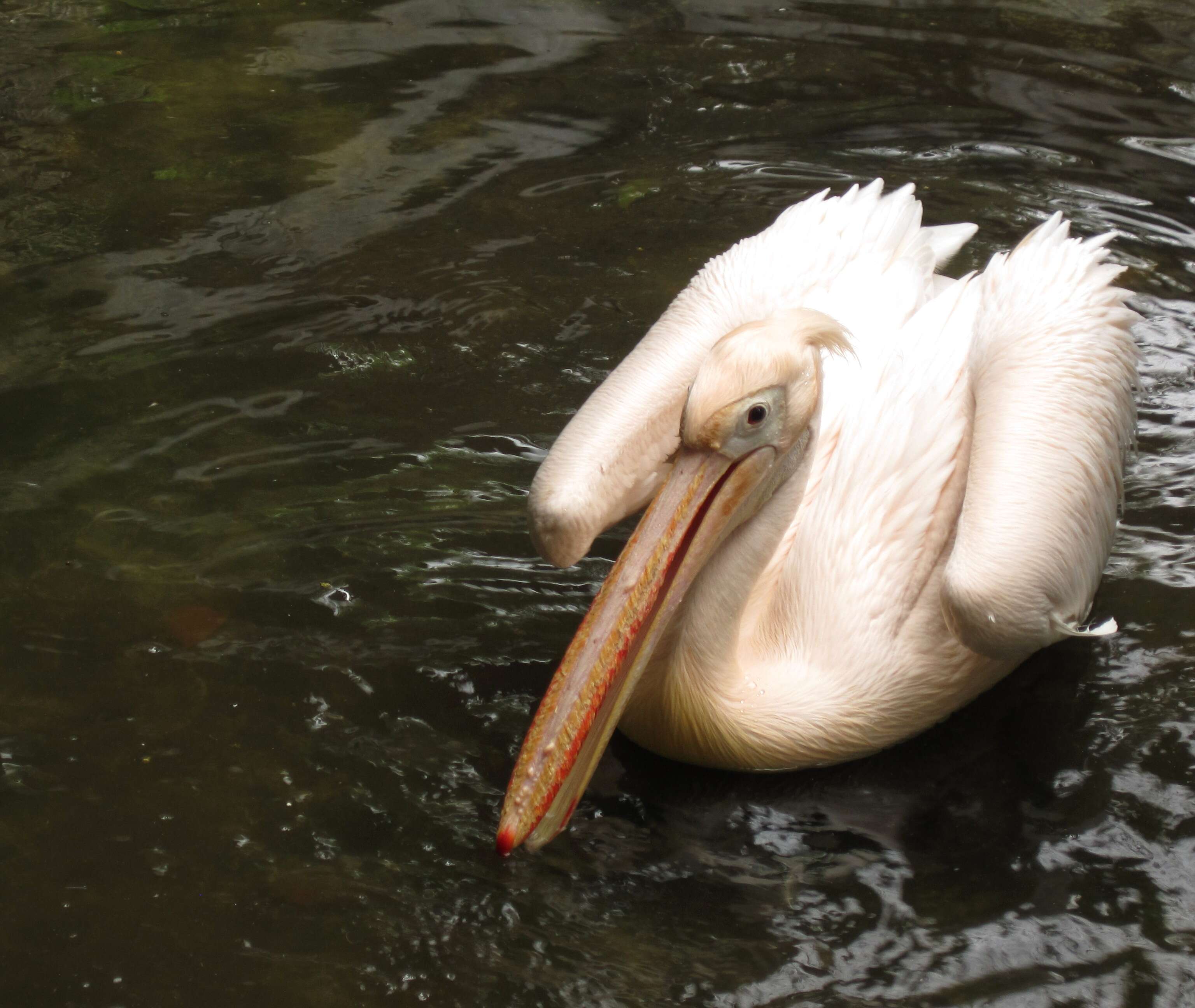 Image of Great White Pelican