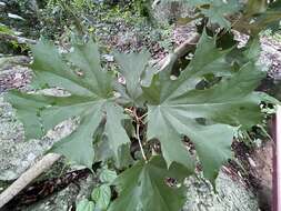 Pterospermum grandiflorum Craib resmi