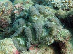 Image of brain coral