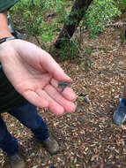 Anaxyrus quercicus (Holbrook 1840) resmi