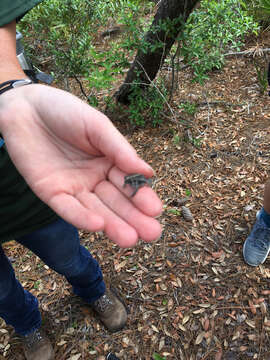 Anaxyrus quercicus (Holbrook 1840) resmi