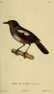 Image of Madagascan Magpie-Robin