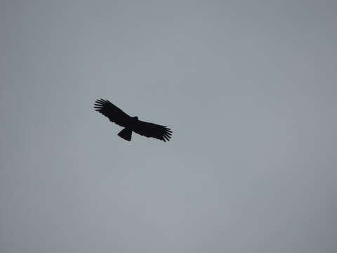 Image of Asian Black Eagle
