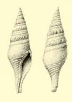 Fusiturris amianta (Dautzenberg 1912) resmi