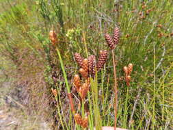 Слика од Nevillea obtusissimus (Steud.) H. P. Linder