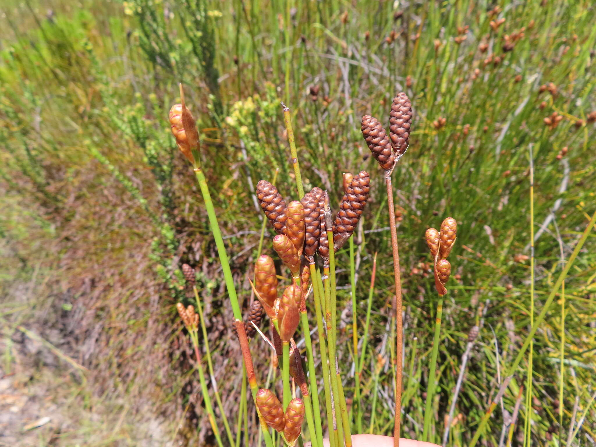 Nevillea obtusissimus (Steud.) H. P. Linder的圖片