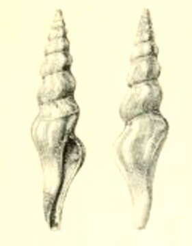 Image of Fusiturris torta (Dautzenberg 1912)