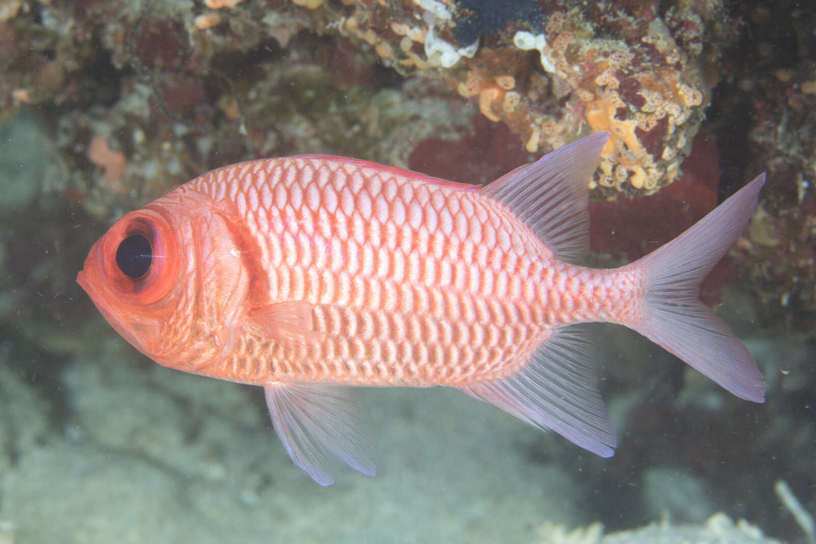 Image of Blacktip Soldierfish