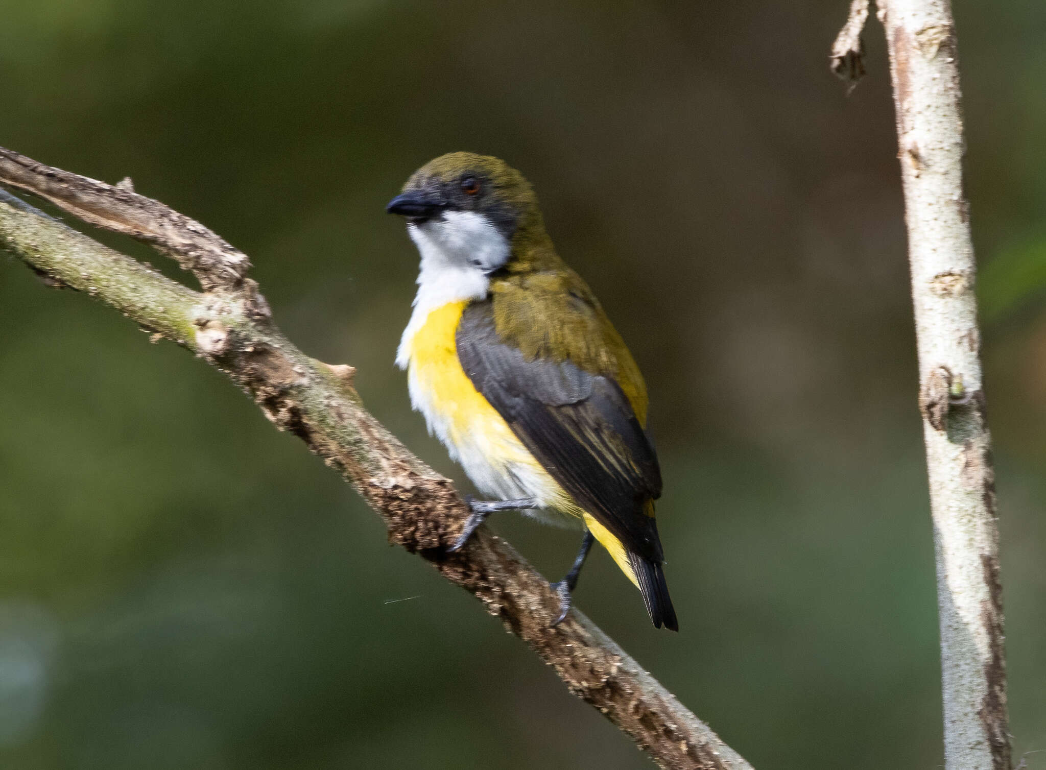 Image of Yellow-sided Flowerpecker