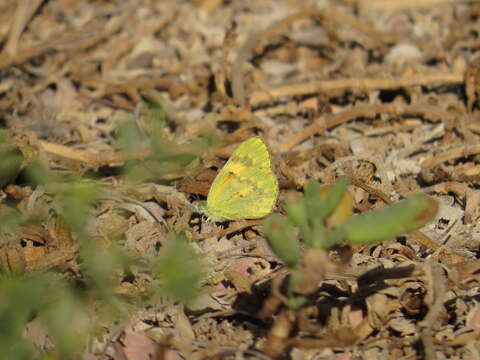 Colotis amata (Fabricius 1775)的圖片