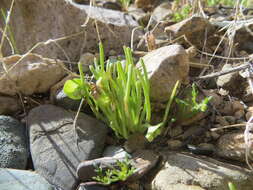 Image de Claytonia parviflora subsp. utahensis (Rydberg) John M. Miller & K. L. Chambers