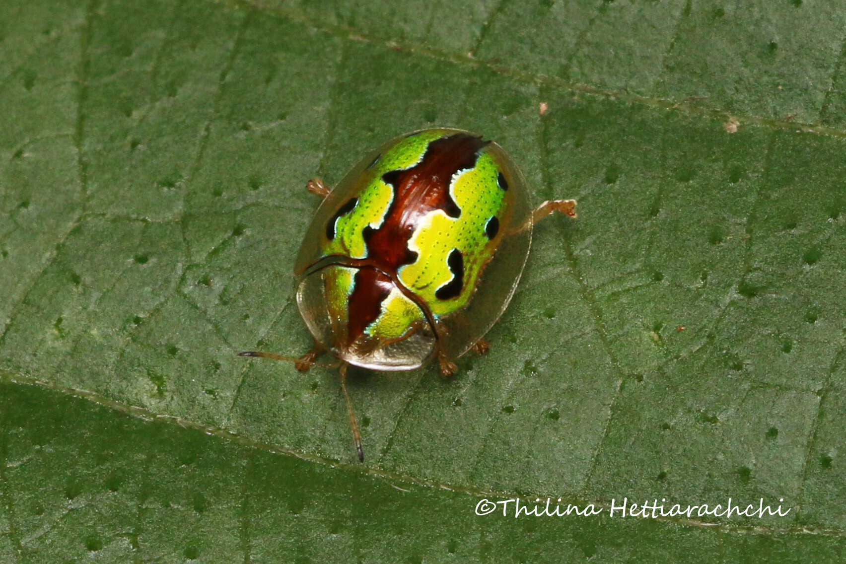 Image of Chiridopsis marginata (Weise 1901)