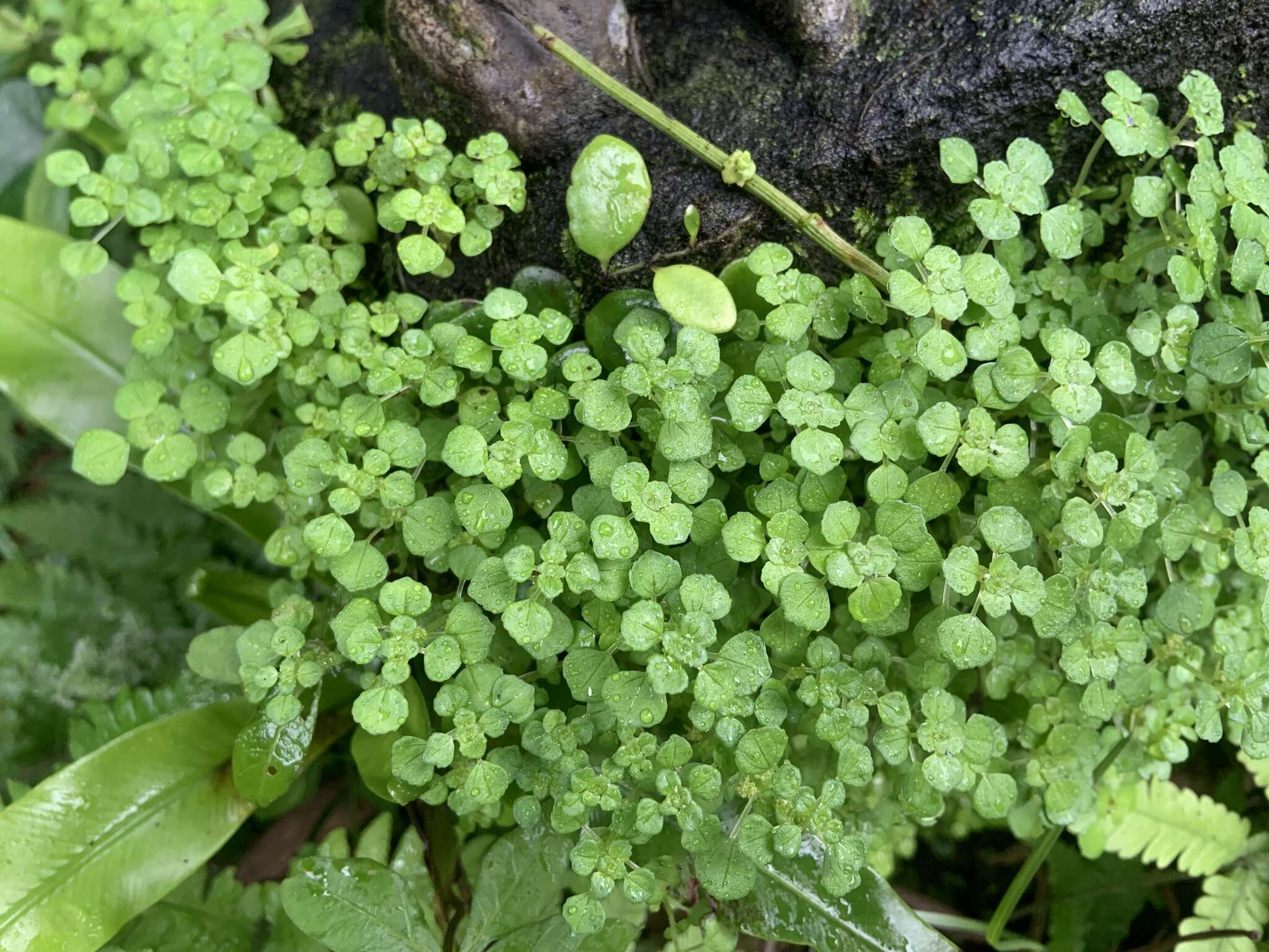 Imagem de Pilea peploides (Gaud.) Hook. & Arn.