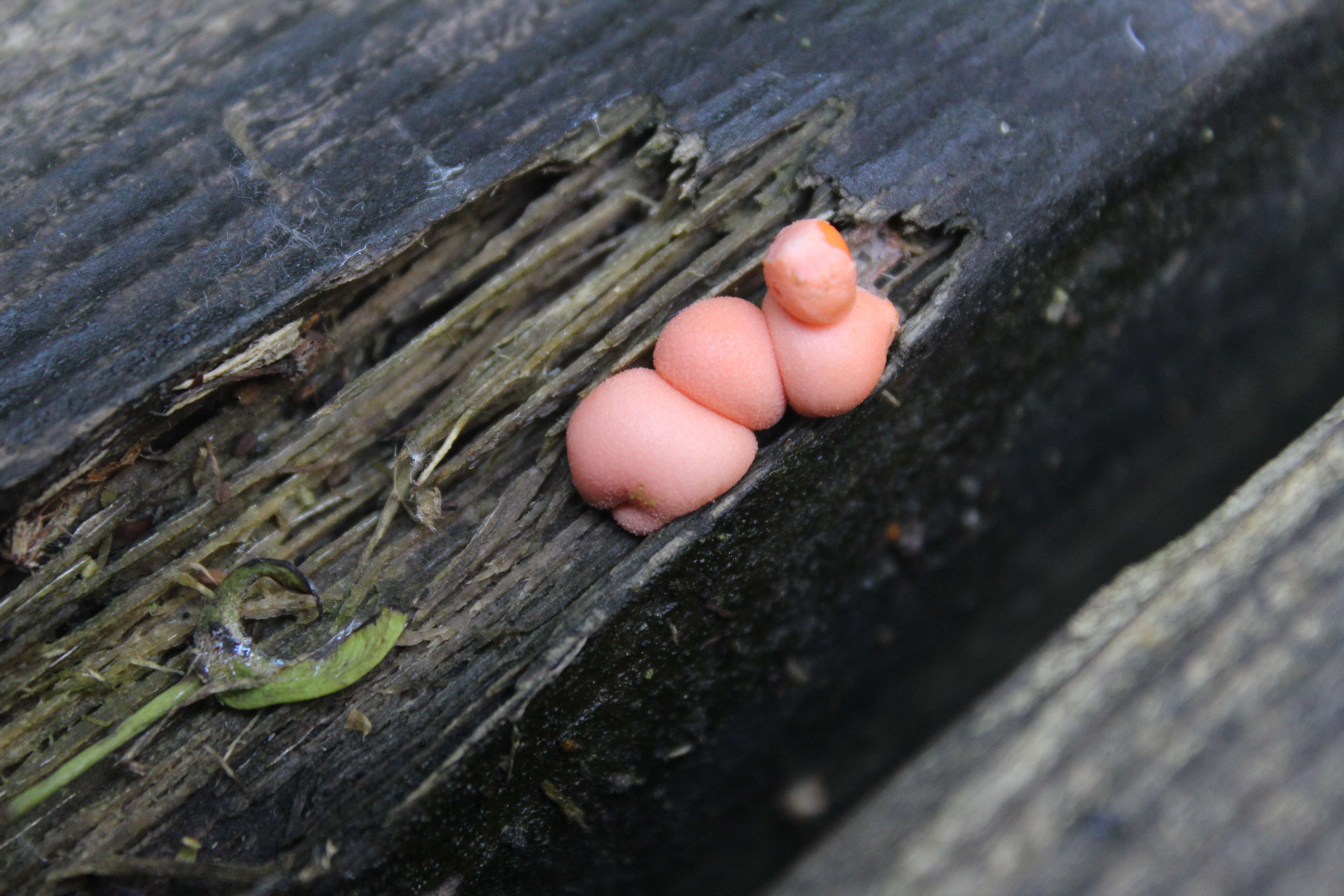 Image of Lycogala epidendrum