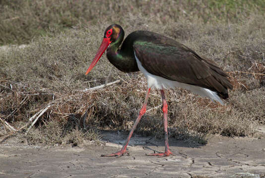 Image of Black Stork