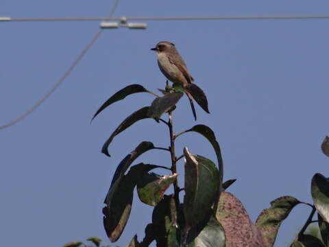 Image of Grey Bush Chat