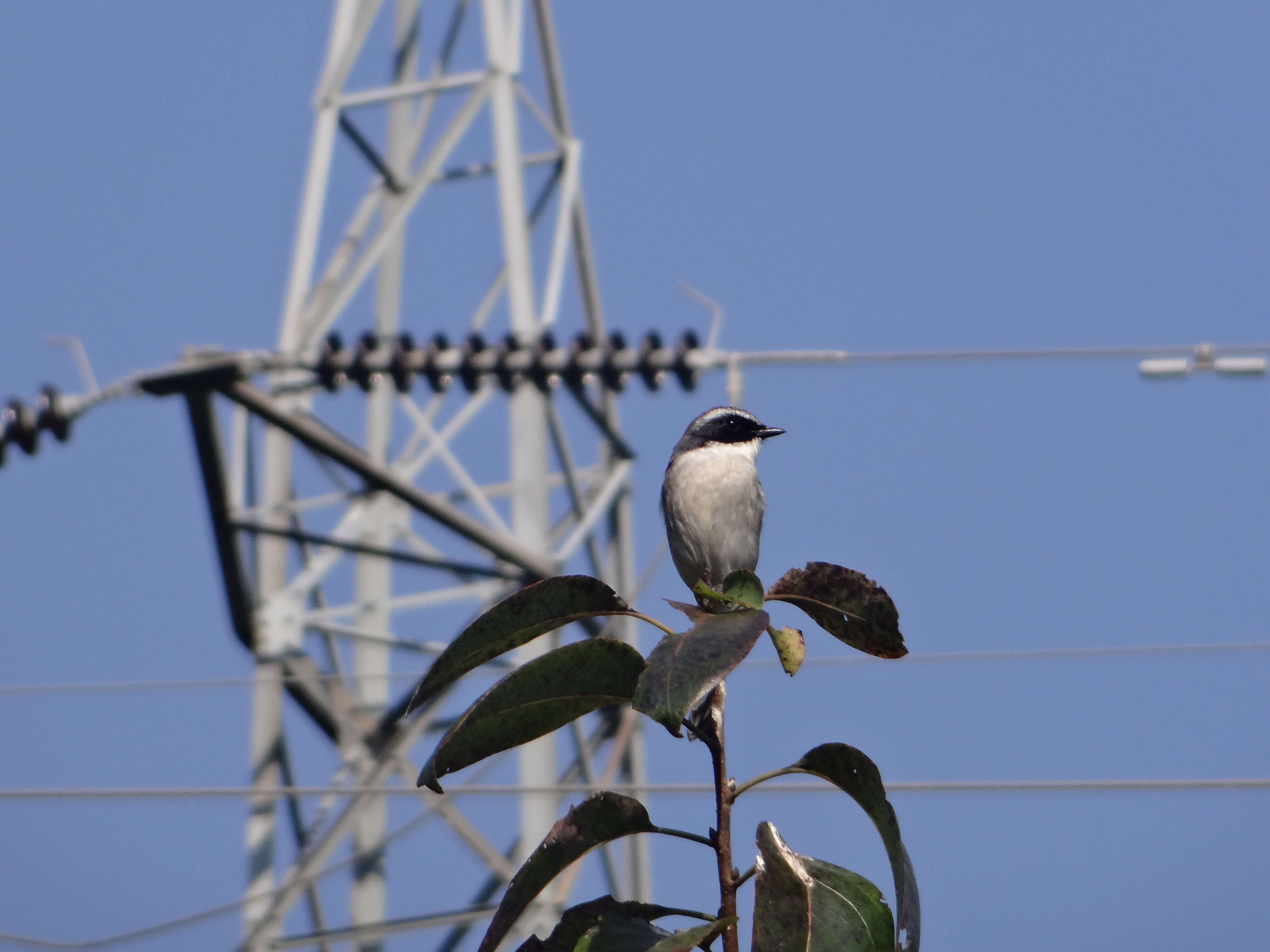 Image of Grey Bush Chat