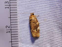 Image of Fruit-Tree Leafroller Moth