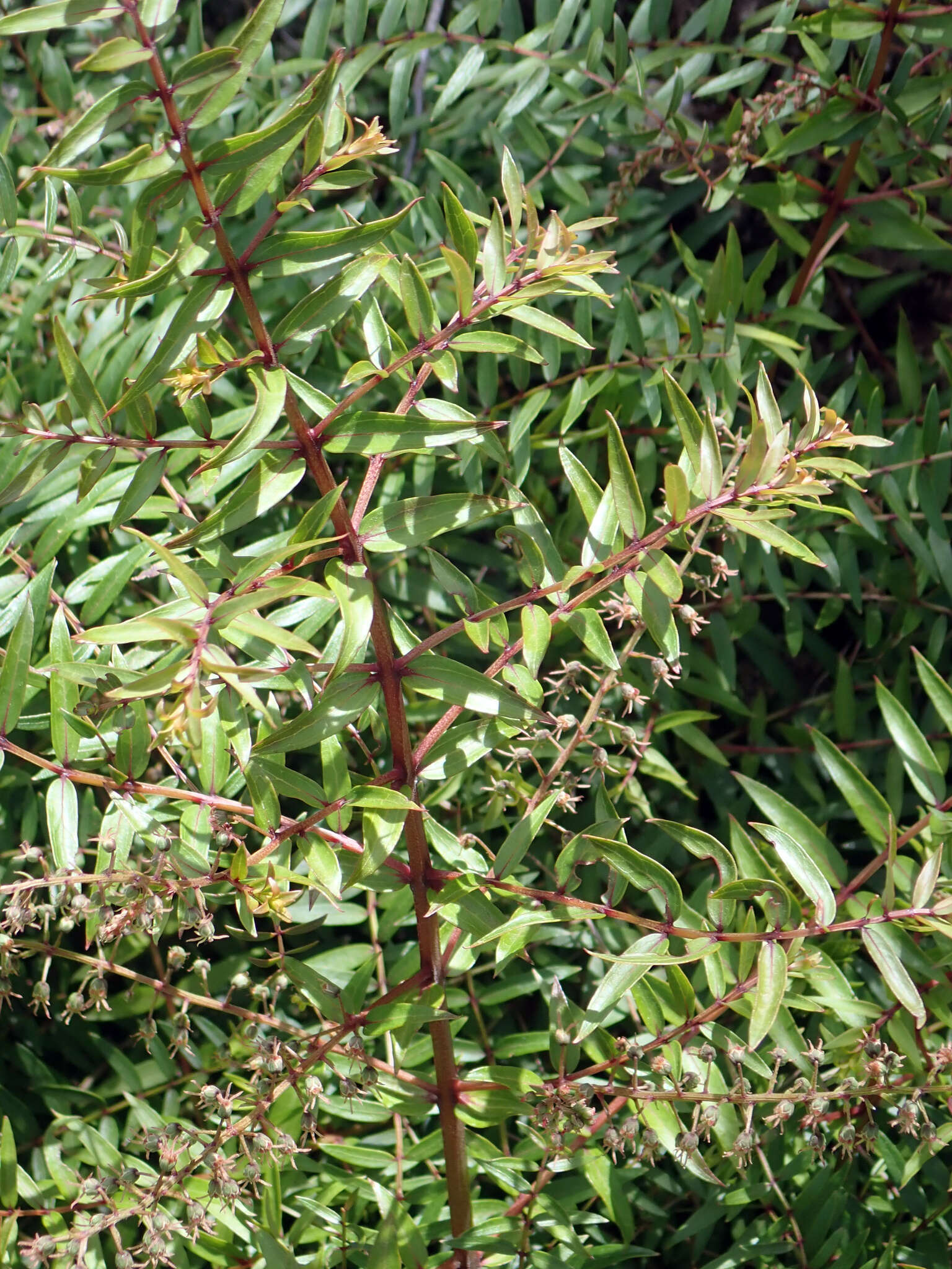 Coriaria pteridoides W. R. B. Oliv. resmi