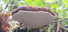 Image of Ganoderma longistipitatum Ryvarden 2000