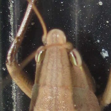 Image of Broad-tipped Conehead