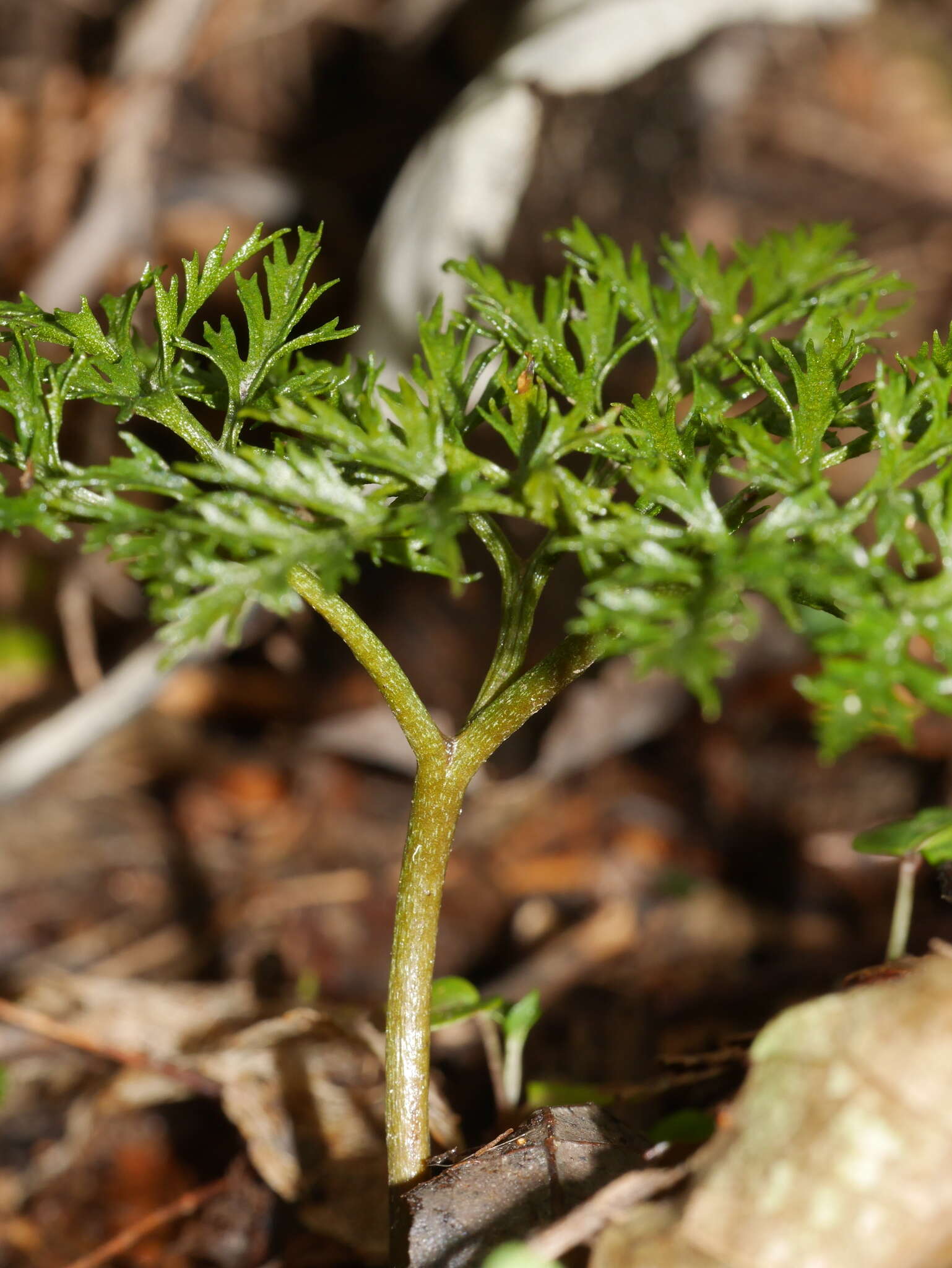 Слика од Sceptridium biforme Lyon