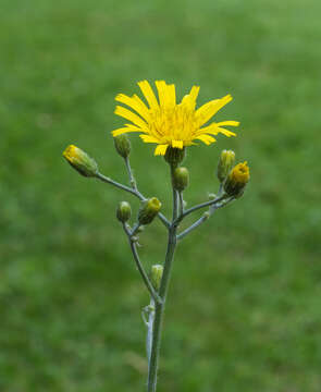 Image of spotted hawkweed