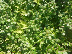 Image of rock willow