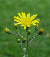 Image of spotted hawkweed