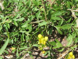 Image of creeping yellowcress