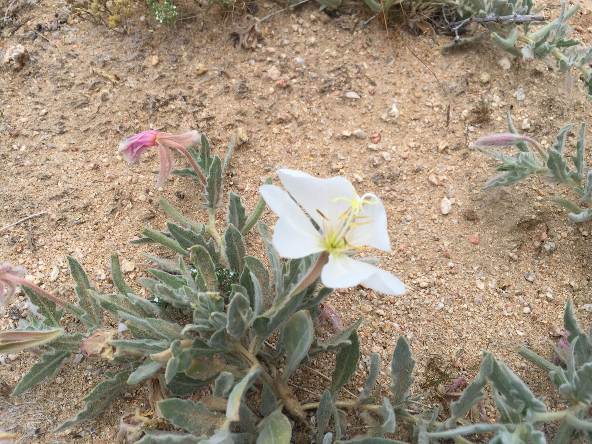 Plancia ëd Oenothera californica (S. Wats.) S. Wats.