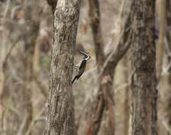 Image of Black-rumped Flameback