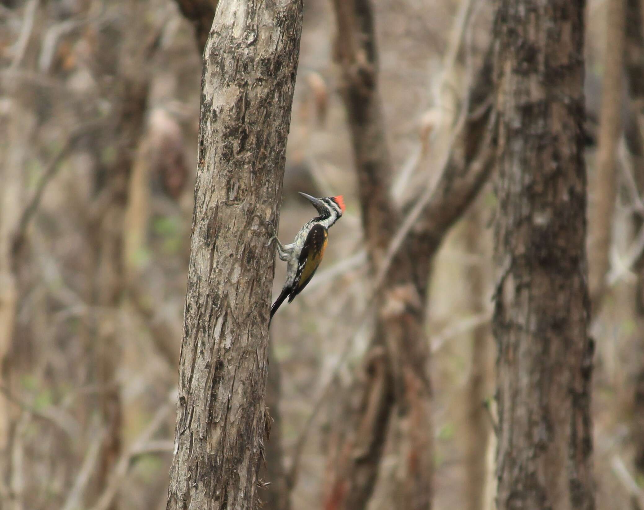 Image of Black-rumped Flameback