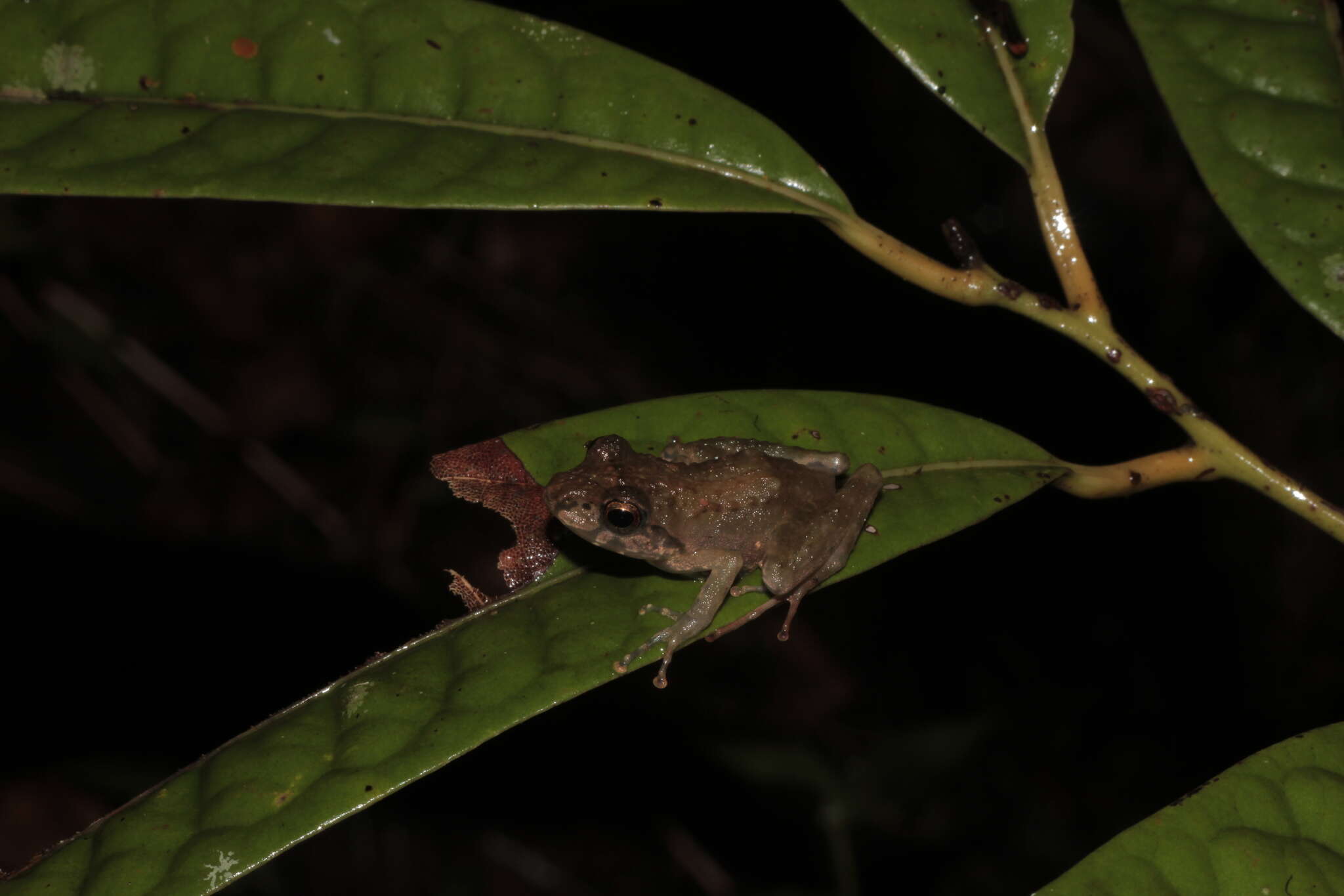 Image of Boulenger's Madagascar Frog